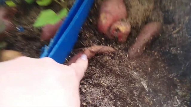 Мой батат, ещё немного. Готовить пора стаканы смотреть онлайн