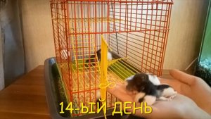 РОЖДЕНИЕ КРЫСЯТ. ПЕРВЫЕ 20 ДНЕЙ ЖИЗНИ ПО ДНЯМ. ПРОХОЖДЕНИЕ ЛАБИРИНТА | BIRTH OF RATS. LABYRINTH