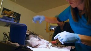 Собака покусала дикобраза (The dog has bitten a porcupine)