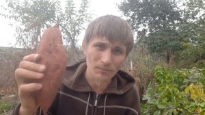 Выращивание батата своими руками. Копаем урожай.