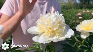 Bridal shower. Брайдл Шауэр Пион. Пулков сад