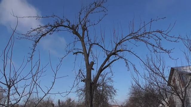 23 января обрезал старую высокорослую грушу. смотреть онлайн