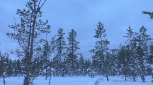 ЗООШИЗА БУДЕТ ЗЛИТЬСЯ! ДЕСЯТЫЙ ГЛУХАРЬ ЗА СЕЗОН / ОХОТА НА ГЛУХАРЯ С МЕЛКАШКОЙ В ГЛУХОЗИМЬЕ.