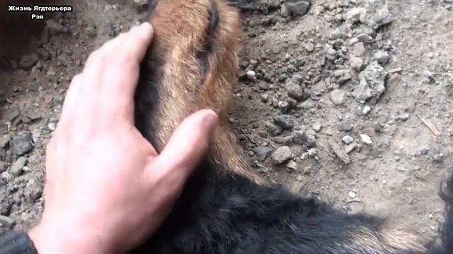 Немецкий Ягдтерьер | Пару слов о породе.