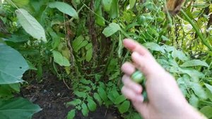 Муть редкостная...Тзимбало