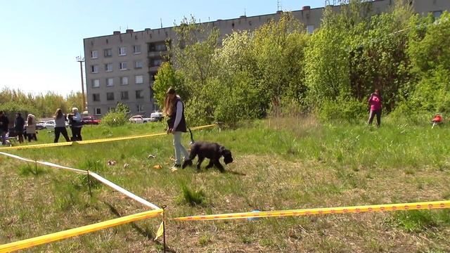 ризеншнауцер Терра веселые старты в красном селе 04.06.17 смотреть онлайн