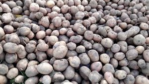 Аврора итог посада, выкапываем, собираем, плюс хранение.