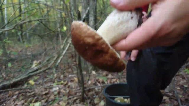 ГРИБНАЯ ОСЕНЬ продолжается! Белые и польские грибы собираем вёдрами смотреть онлайн