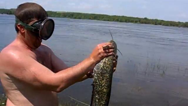 Рыбалка. Сом из норы смотреть онлайн