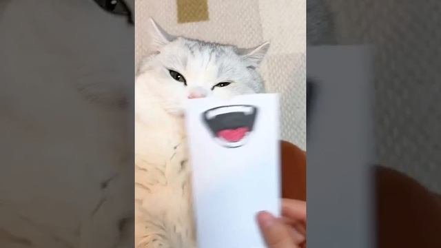 Милота