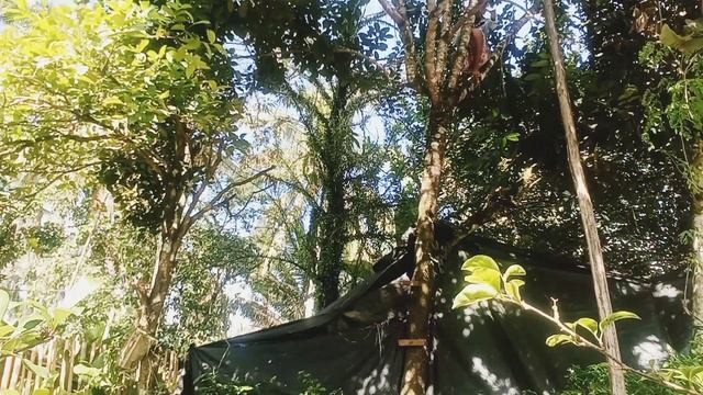 HARVESTING RED RAMBUTAN AT HOME|PHILIPPINES (NEPHELIUM LAPPACEUM) #RAMBUTAN #FRUITS #NEPHELIUM смотреть онлайн