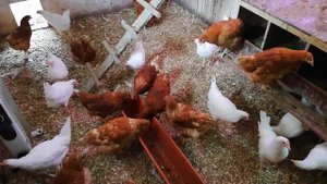 Как увеличеть яйценоскость кур.