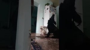 Собака подпевает под аккордион