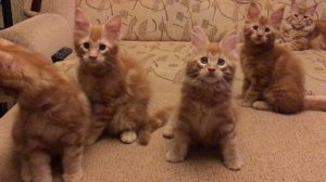 Пометы С D и E