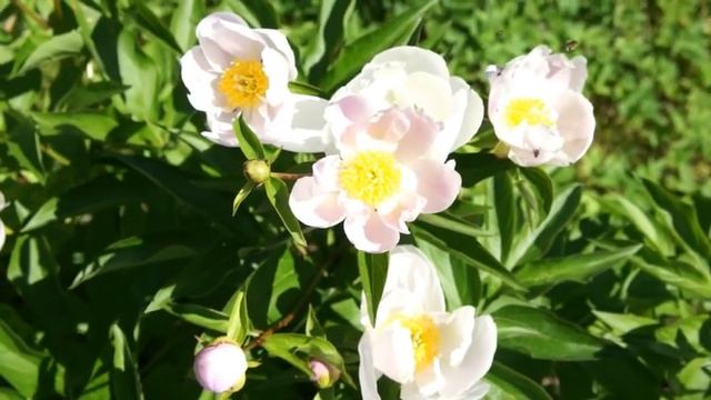 Пион молочноцветковый или лактифлора наиболее подходящий для выращивания видовой травянистый пион смотреть онлайн