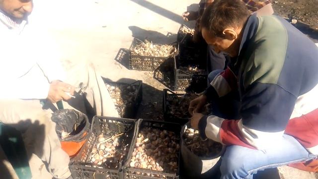 Чеснок. Деление на зубки смотреть онлайн