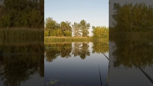 ЛОВЛЯ НА ДОНКИ . ВЕЧЕРНИЙ КЛЁВ НА УДОЧКУ . смотреть онлайн