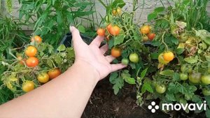 Обустраеваем дачный участок !Заготовки.Бассейн.