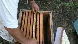 Что делать со слабым ОТВОДКОМ перед осенью?