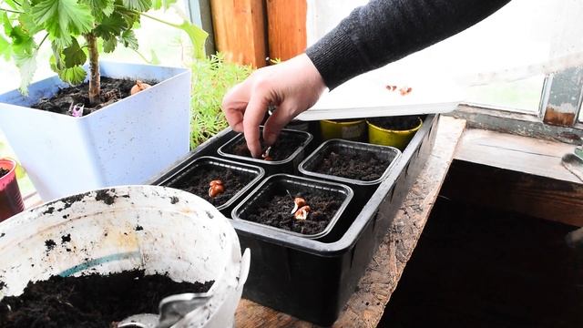 Посадите ВИГНУ на рассаду в середине мая . смотреть онлайн