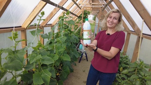 Безопасные меры борьбы с паутинным клещом на огурцах в теплице. Обработал - и сразу съел! смотреть онлайн