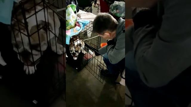 Первая выставка Веты. смотреть онлайн