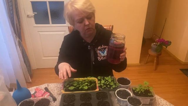 Пеларгония плющелистная.