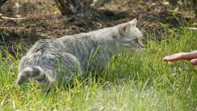 Британская кошка впервые на дикой природе | British Shorthair Cat