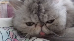 Персидская кошка Ксюша
