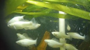 Велифера Снежинка и Псевдоскат Севилья