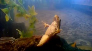 НЕ для слабонервных!!! Черепаха ест Лягушек snapping turtle eating frog