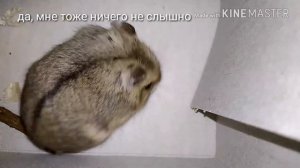 НОВЫЙ ХОМЯК! | КУПИЛИ ПИТОМЦА | ХОМЯКИ | ШОК ВЛОГ|