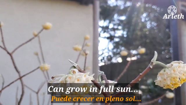 Edgeworthia paper bush Fragrant flowers  flores con fragancia