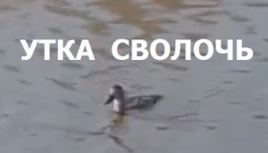 УТКА СВОЛОЧЬ всю рыбалку испортила (такого ещё не видели)