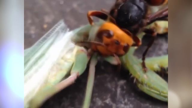5 самых опасных насекомых мира