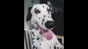 Before You Choose a dog - THE DALMATIAN - 7 facts to consider