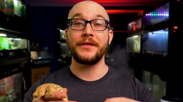 DO NOT Get A Crested Gecko! 3 Reasons Why and 3 Better Lizards For You! смотреть онлайн