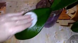 Как придать блеск листьям орхидеи