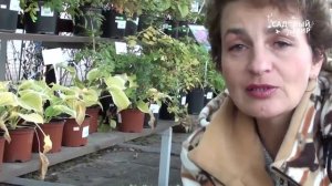 Гейхера в осеннем саду  Сорта питомника SV сад