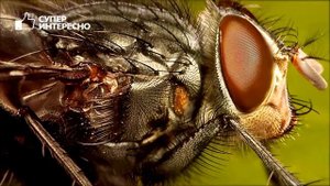 Как МУХИ РАЗНОСЯТ ВИРУСЫ? Чем опасны мухи в доме и чем они могут заразить?