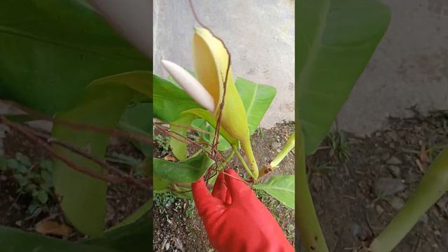 YELLOW LEMON PHYLO..LUCKY PLANT OF ALL TIMES. BEARING LUCKY FLOWERS.#SHORT VIDEO смотреть онлайн