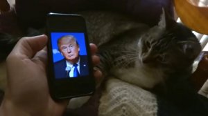 Кот ненавидит Дональда трампа
