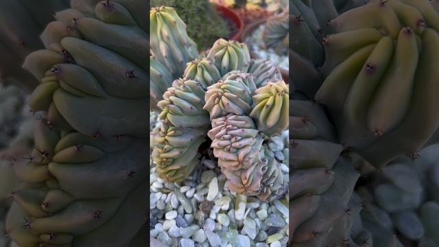 Rare and great collector plant:  Myrtillocactus geometrizans "Elite Crest"