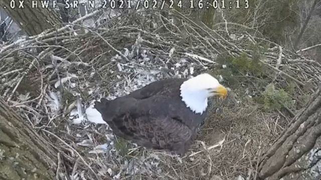 First Egg for 2021 at Surrey Reserve смотреть онлайн