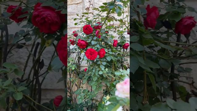 Clematis vine and roses in small side garden #flowers #smallgarden #texasgardening