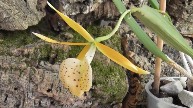 Орхидея Yellow bird. Brassavola . Как получить цветение . смотреть онлайн