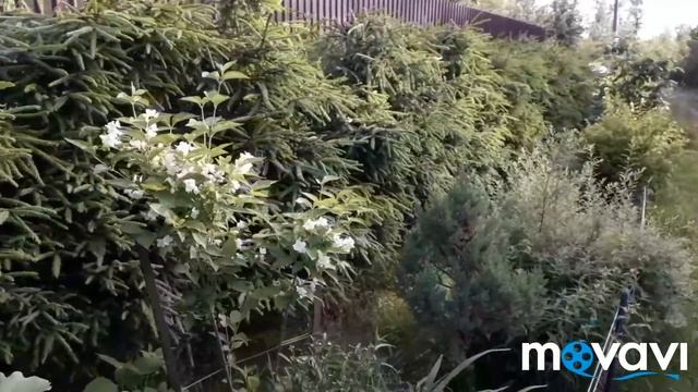 Обзор сада 17.05.19/Аквилегия/Китайская купальница/Ругоза/Гортензии смотреть онлайн