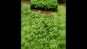 Астрахань выбирает томаты от Глобал Сидс!