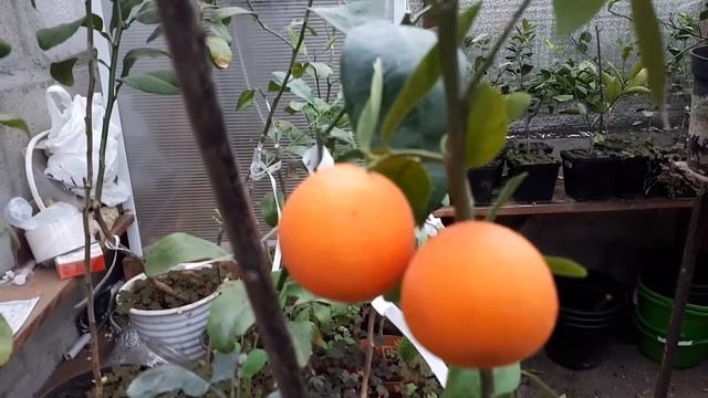 Клементин Марисоль