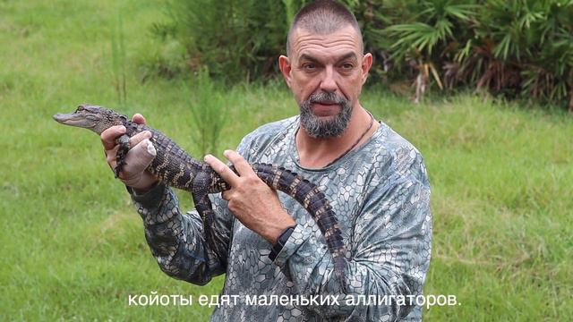 Бэбкок тур во флориде. сюрприз День рождение. Babcock ranch eco tour in Florida. Florida swamp смотреть онлайн